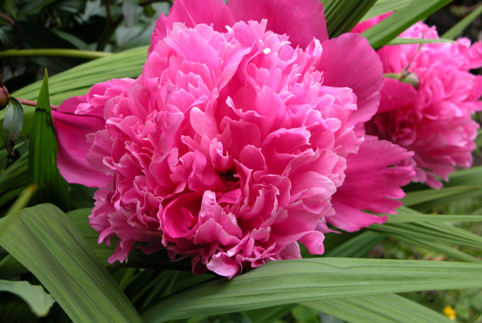 Image result for Peonies on Betty MacDonald Farm